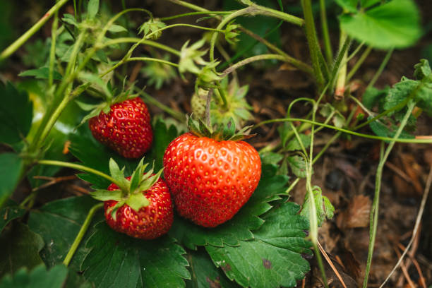 istock Strawberry close up photo. 2159262650