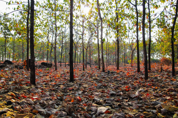 Deciduous Forest, Mixed Deciduous Forest, Forestry in Lombok, Indonesia