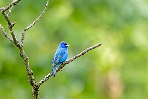 istock An Indigo Bunting Displays Its Brilliant Blue Hues 2159263870