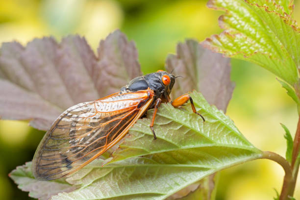 istock Adult Cicada Climbs on a Leaf 2159263886