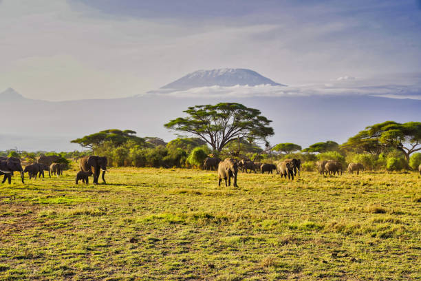 istock Elephants and Kilimanjaro 2159265717