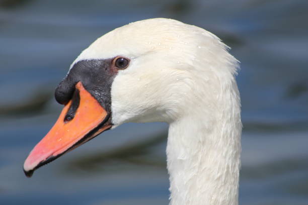 istock Beautiful Patagonian swan 2159265754