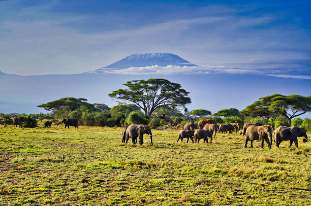 istock Elephants and Kilimanjaro 2159265870