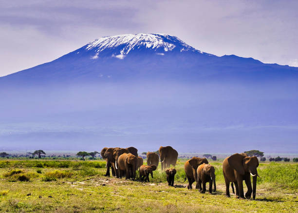 istock Elephants and Kilimanjaro 2159265895