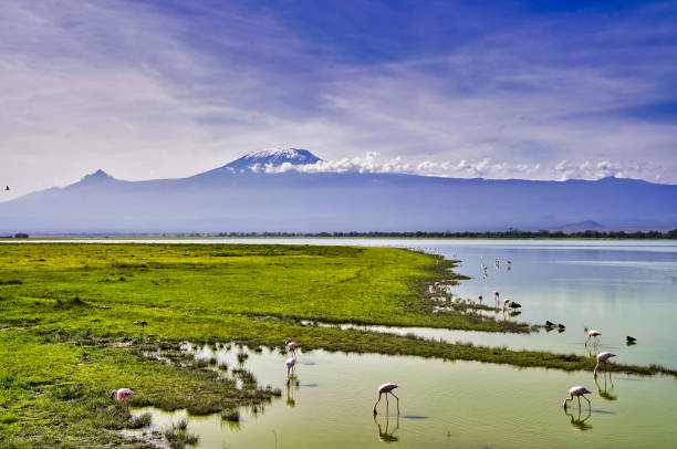 istock Flamingos at Amboseli with Kilimanjaro 2159265900
