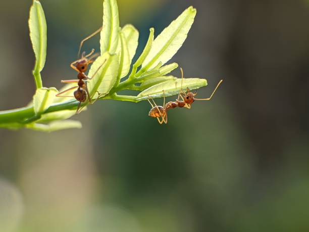 istock Weaver ants or Oecophylla are on young leaf shoots 2159267117