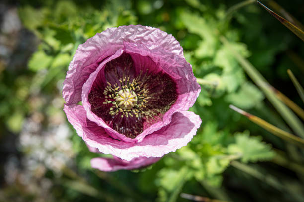Bright pink poppy flower with yellow stamen seen from above
