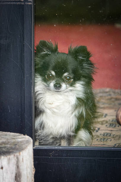 istock Black and white chihuahua dog 2159273747