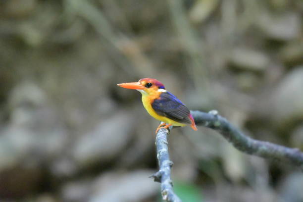 istock Black-backed Kingfisher 2159275460