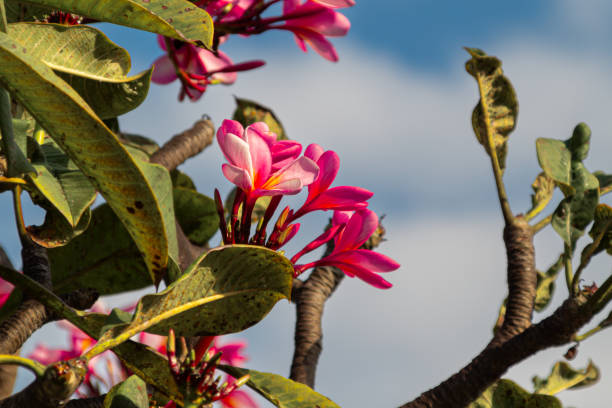 Blooming Red Frangipani Flowers on a bright blue sky background
