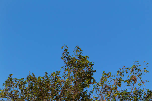 View of green tree branches from below against the blue sky