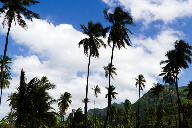Moorea French Polynesia Coconut Trees With White Clouds In Blue Sky And Green Mountains South Pacific