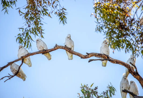 istock Several white Little Corella parrots sit on green tree branch in blue sky background in a park in Adelaide, Australia 2159281277