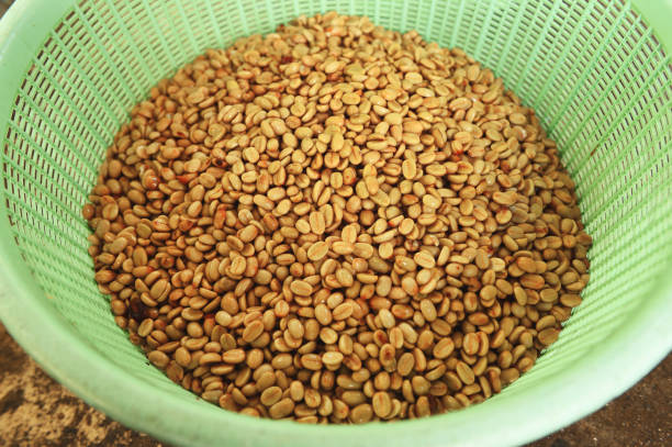 Coffee beans,In the ferment and wash method of wet processing