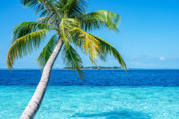 istock Palm tree on tropical beach by the beautiful turquoise sea shore 2159282683