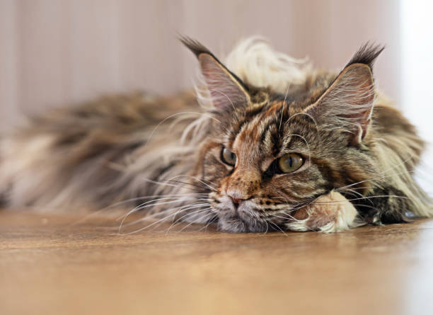 istock A tiger striped cat is sleeping staring. 2159284588