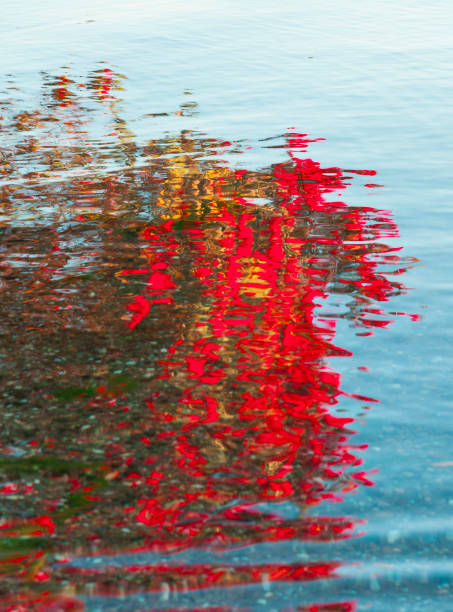 Background effect red pohutukawa reflected over calm blue water in harbour edge.