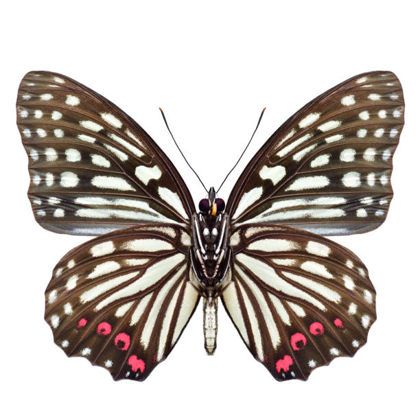 istock Hestina assimilis; red ring skirt butterfly forewing view isolated on white background, 2159285886