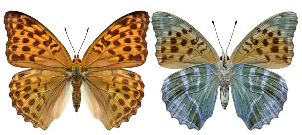 istock silver-washed fritillary butterfly (Argynnis paphia) in female form isolated on white background both side 2159285964