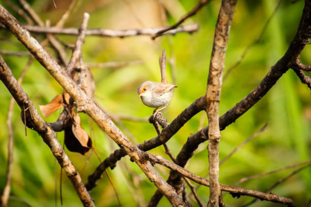 The superb fairywren is a passerine bird in the Australasian wren family, Maluridae, and is common and familiar across south-eastern Australia