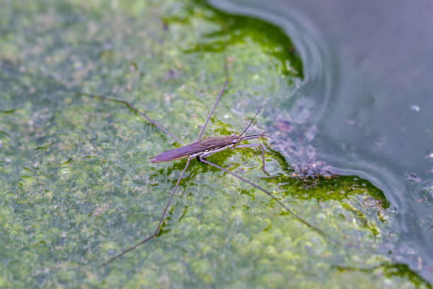 istock Elegant water striders glide over an algae-covered pond in Wulai, Taiwan. 2159286444