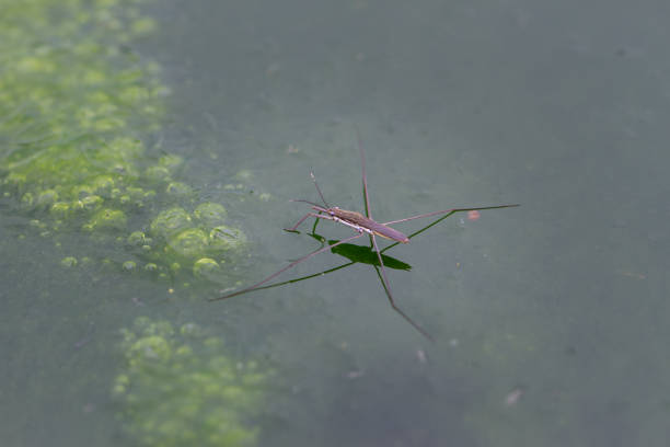 istock Elegant water striders glide over an algae-covered pond in Wulai, Taiwan. 2159286445