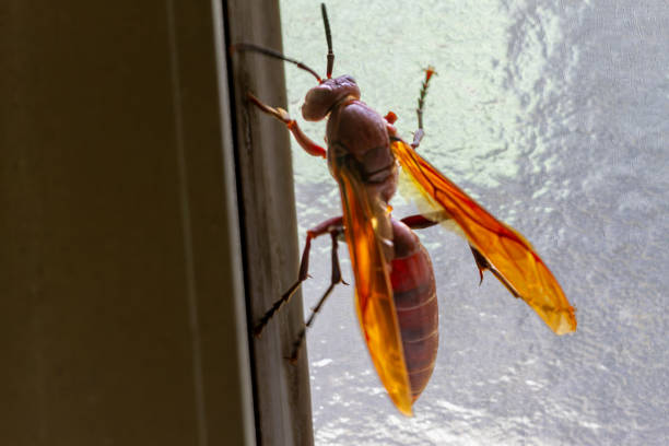 Detailed view of reddish-brown Polistes gigas. on transparent window glass. Capture vivid wing and body textures, Taiwan.