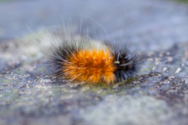 Detailed view of an orange and black Lichen Moth larva with tufted hairs. Captures the unique texture and colors, Wulai, Taiwan.