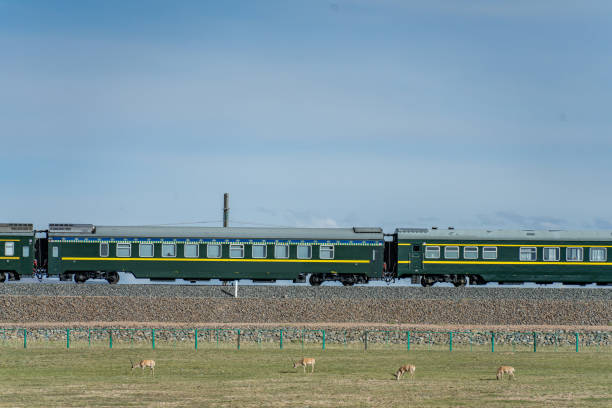 A group of Tibetan antelopes foraging on the railway track