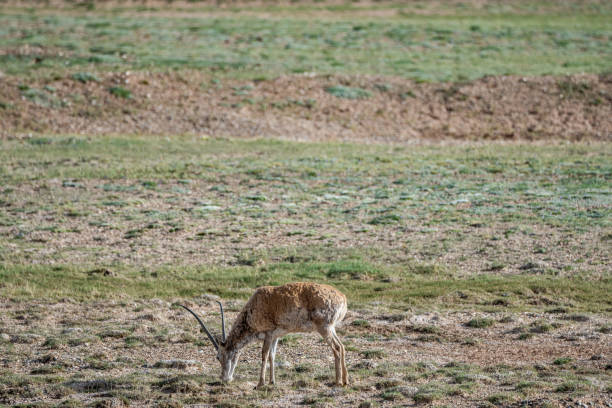 istock Tibetan antelopes foraging on the plateau meadow 2159288788