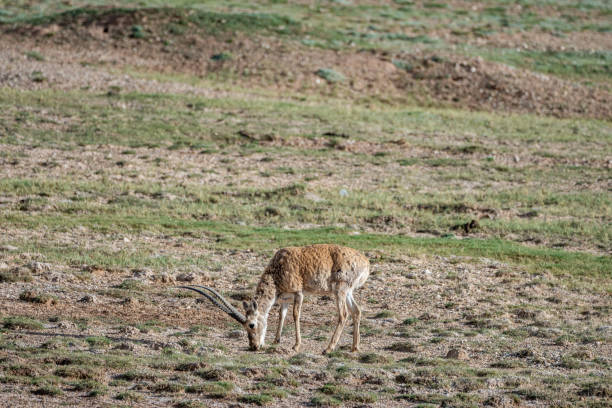 istock Tibetan antelopes foraging on the plateau meadow 2159288799