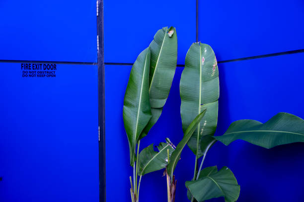 Plant leaves against a bright blue wall