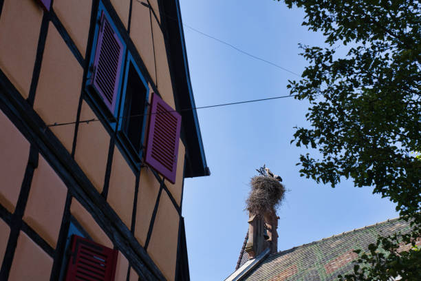 Eguisheim, France - June 18, 2024: Storks on rooftop of Church in Eguisheim