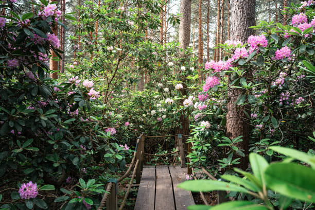 Beautiful blooming rhododendrons in the sunny day, Helsinki, Finland