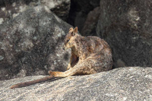 istock mareeba rock-wallaby looking around at granite gorge 2159292197