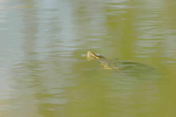 Red Eared Slider Turtle (Trachemys scripta elegans)