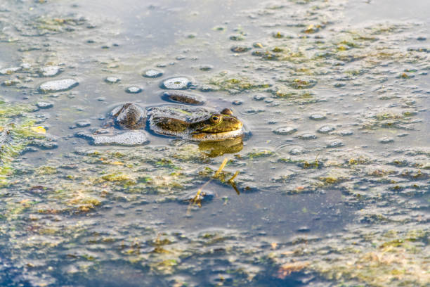 istock A large green frog sits in the marsh. 2159292309