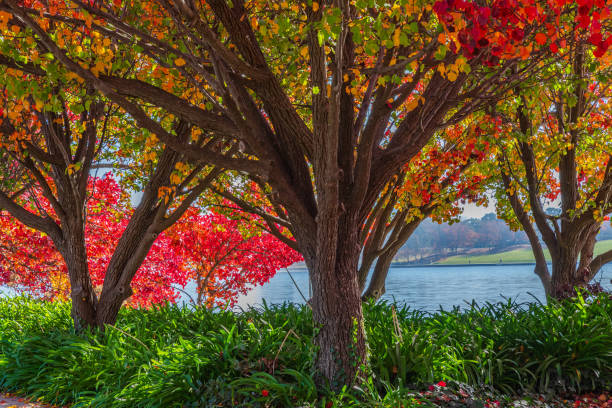 istock An Autumn day at Lake Burley Griffin 2159293248
