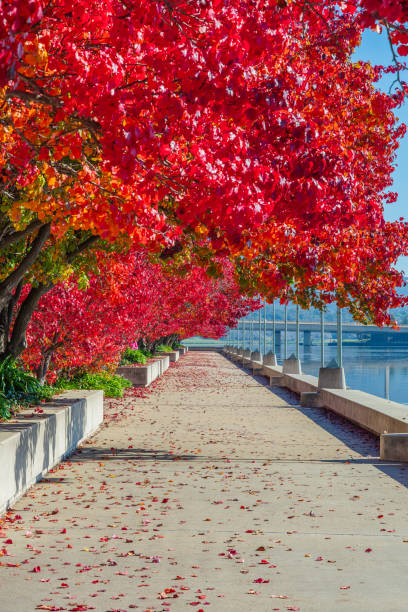 istock An Autumn day at Lake Burley Griffin 2159293251