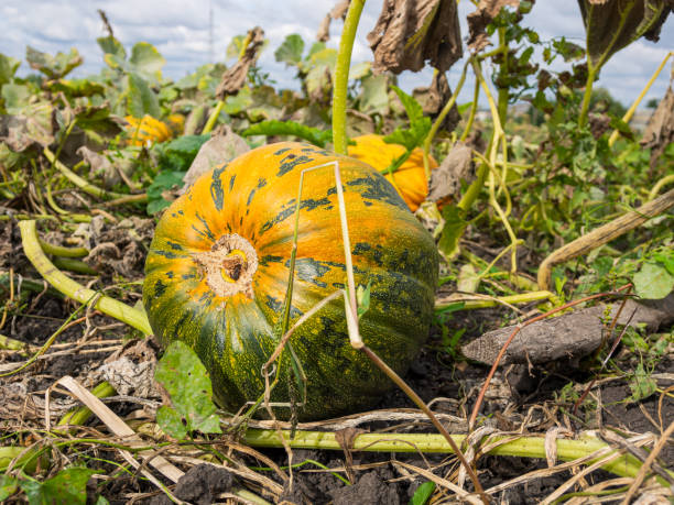 istock Pumpkins growing in a garden bed, autumn harvest 2159294457