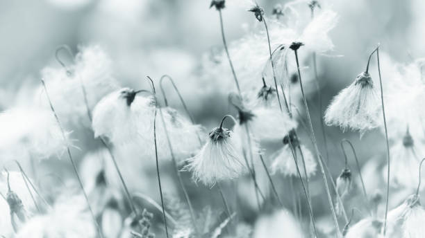 istock Nature background with spring flowers. Selective and soft focus. Close up. 2159294772