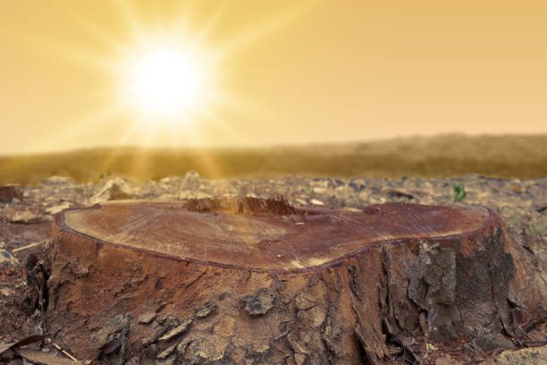 Large tree stump is illuminated by the setting sun on a hot summer day. The field is barren and dry after deforestation