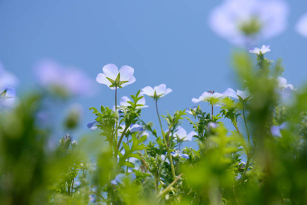 Nemophila flower field against the blue sky.