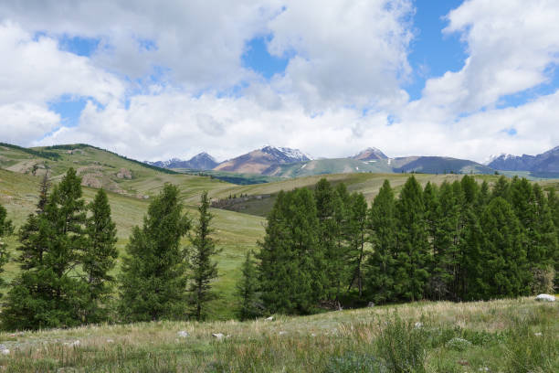istock Mountain landscape with green grass and coniferous trees in summer 2159295997