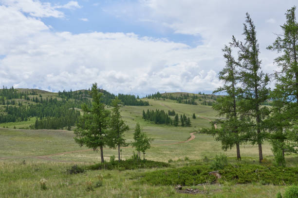 istock Hills with trees. Mountain Altai in summer. 2159296072