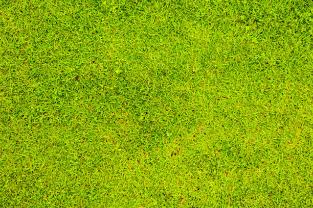istock Green leaves on the bushes as a background 2159298826
