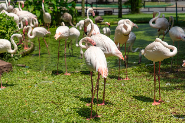 Pink flamingo birds in the park.