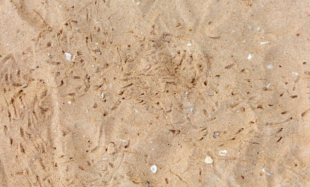 Traces of a bird on the sand of a beach in summer