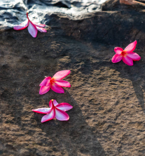 istock Red flowers on stone ground in the tropics 2159299177