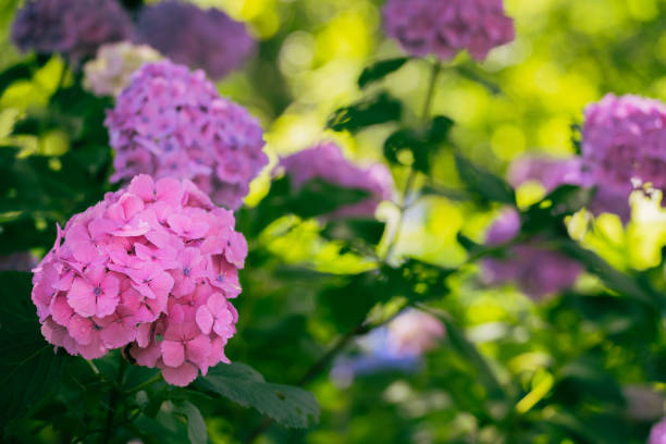 istock Purple colored hydrangea flowers in bloom, June 2023 2159299992